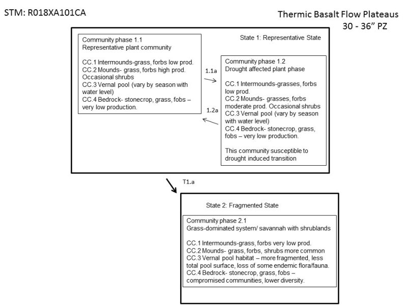 Model diagram