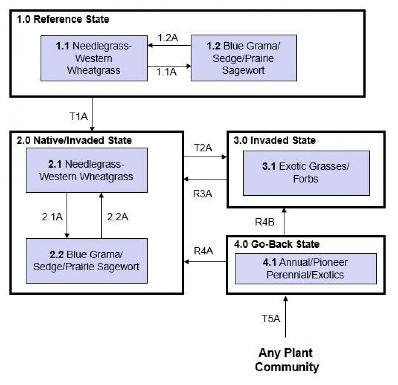 Model diagram