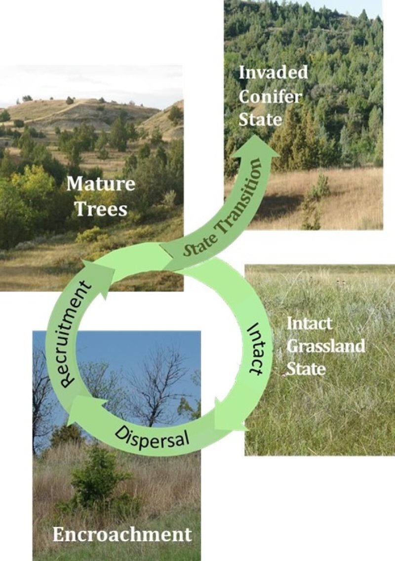 Model diagram