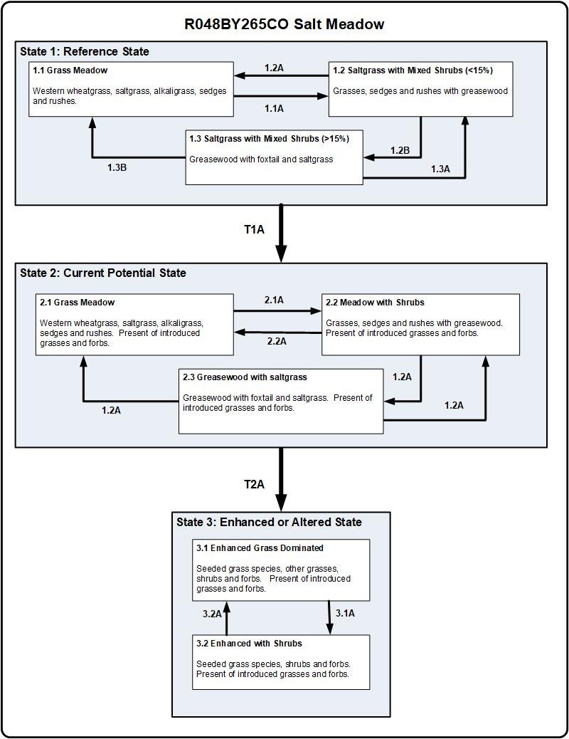 Model diagram