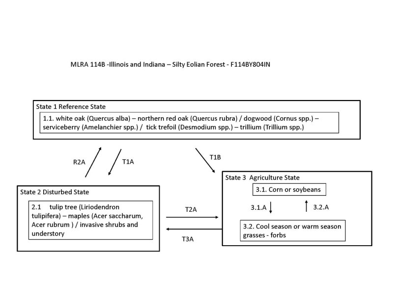 Model diagram
