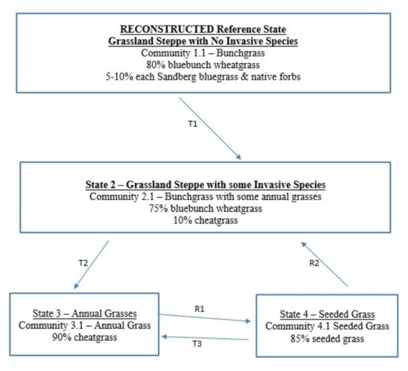 Model diagram