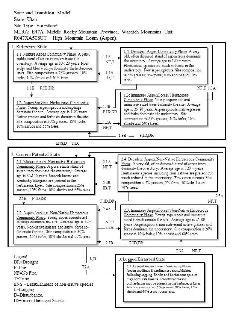 Model diagram