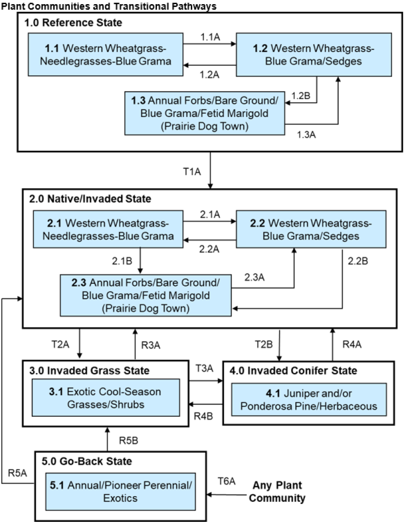 Model diagram