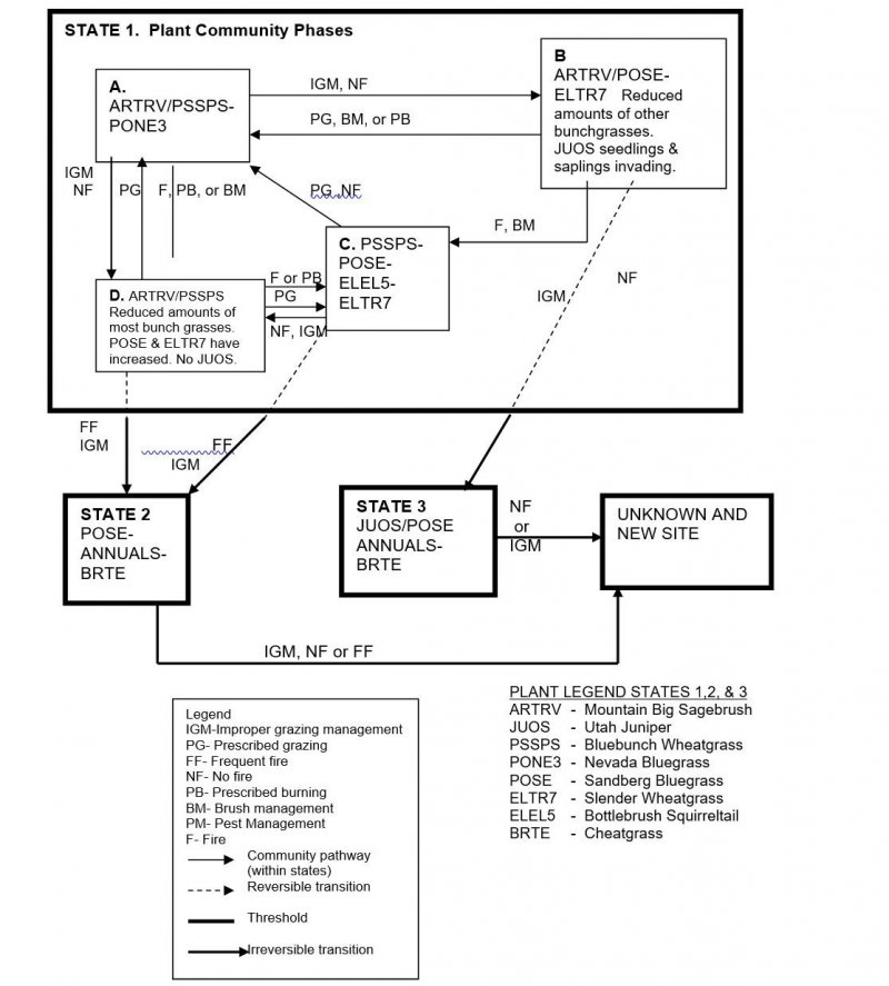 Model diagram