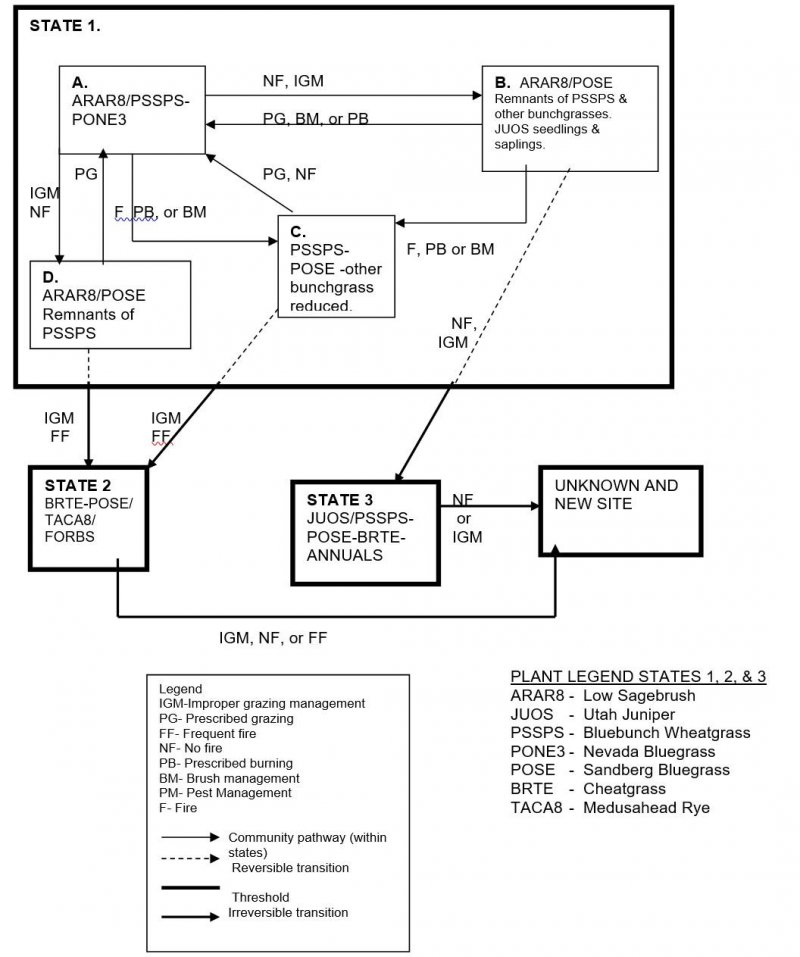 Model diagram