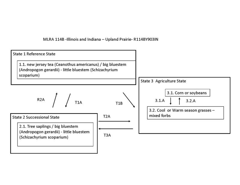 Model diagram