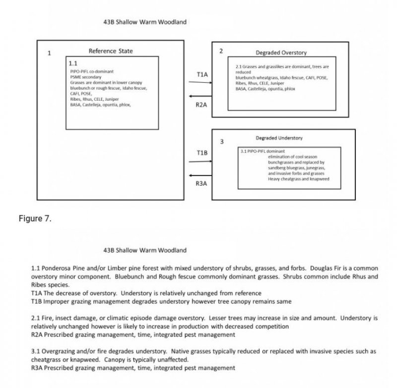 Model diagram