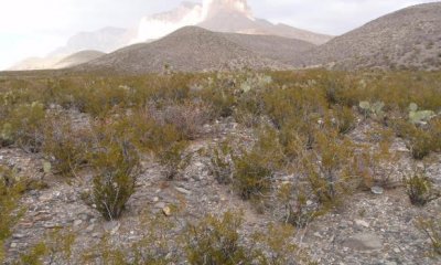 Shrub/Shortgrass Complex State