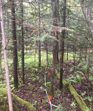 Pioneer Forest State