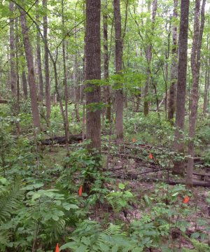 Reference State: Mixed Mesic to Wet-Mesic Deciduous Forest