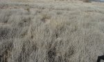 Loamy highNPPgrass run-in, JRN