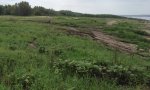 herbaceous cover and erosion on point bar