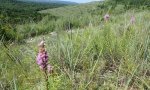 gladeReference