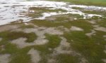 lower_tidal_marsh