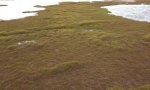 upper_tidal_marsh