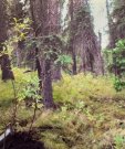 Denali_PIGL_1