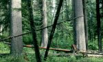 oldgrowth western white pine