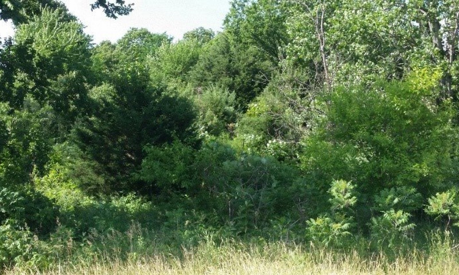 deciduous woodies