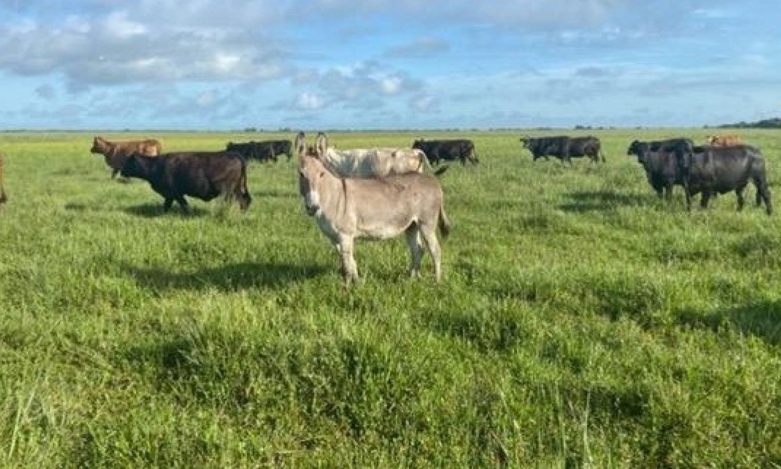 Pasture from Non-Forested Wetland