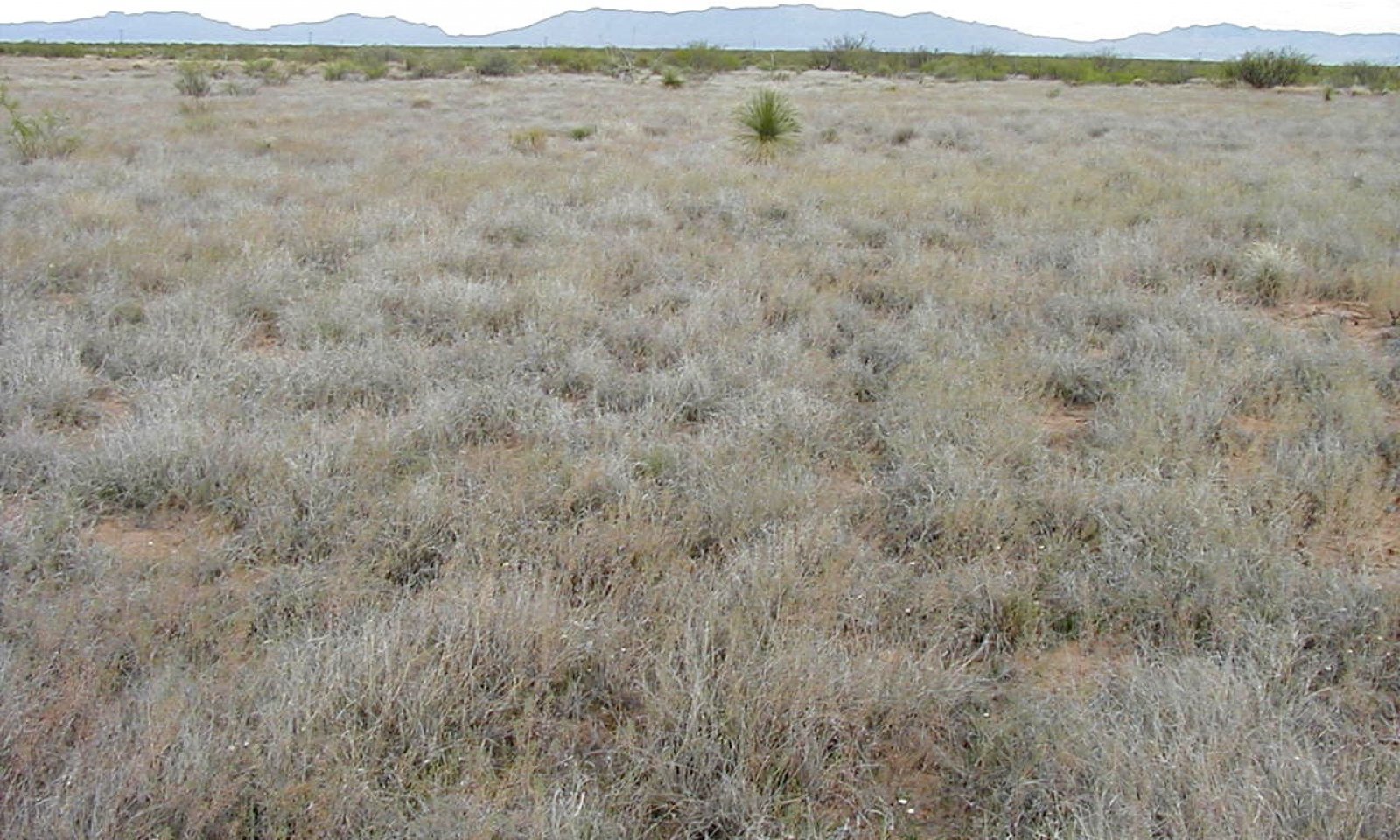 Shallow sandy, ungrazed BOER, CDRRC