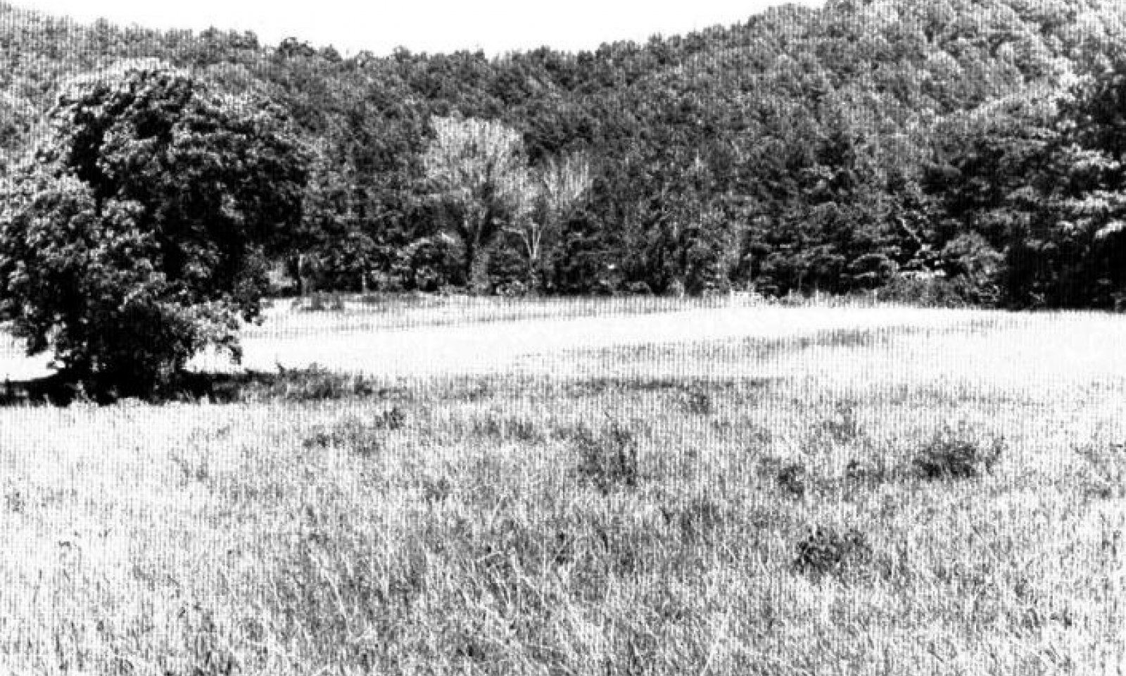 Pasture