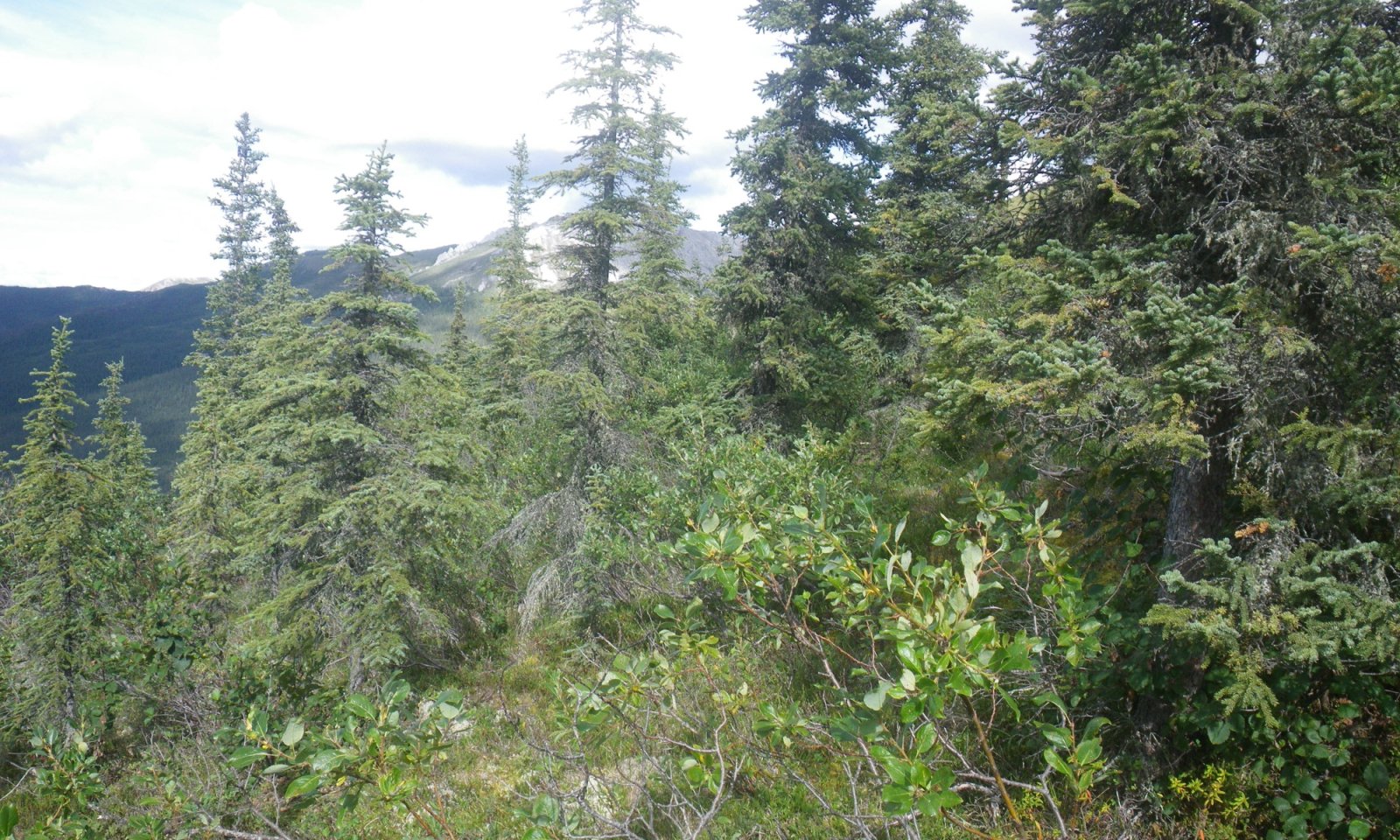 2016AK290456_RPC