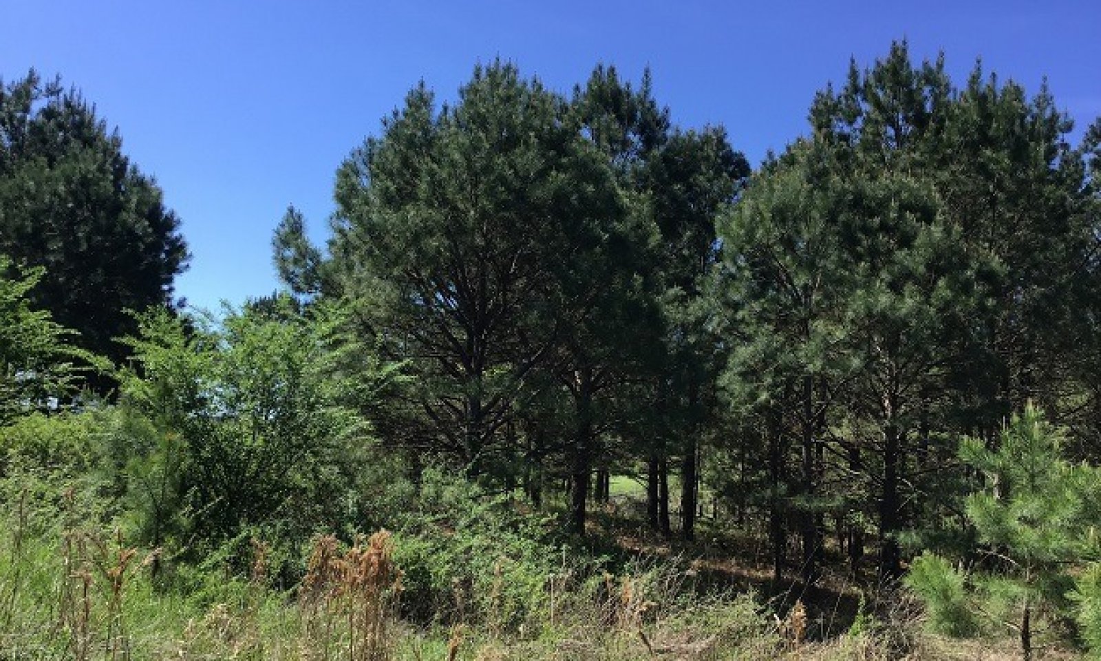 Mine spoil_stunted trees