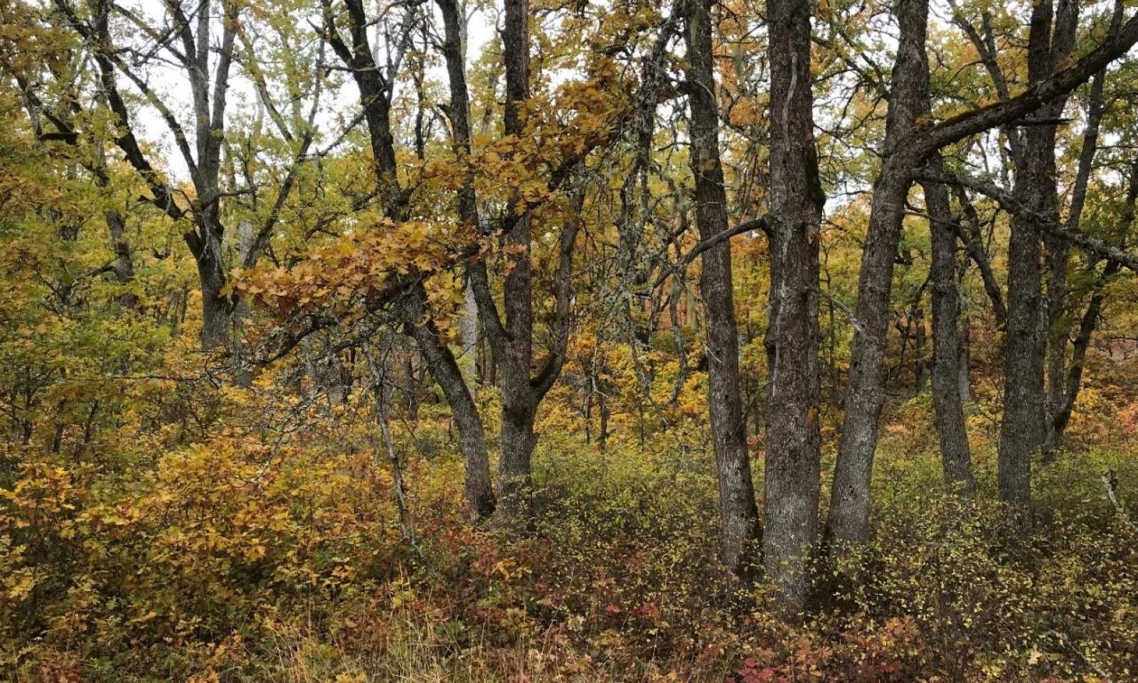 whiteoakrs
