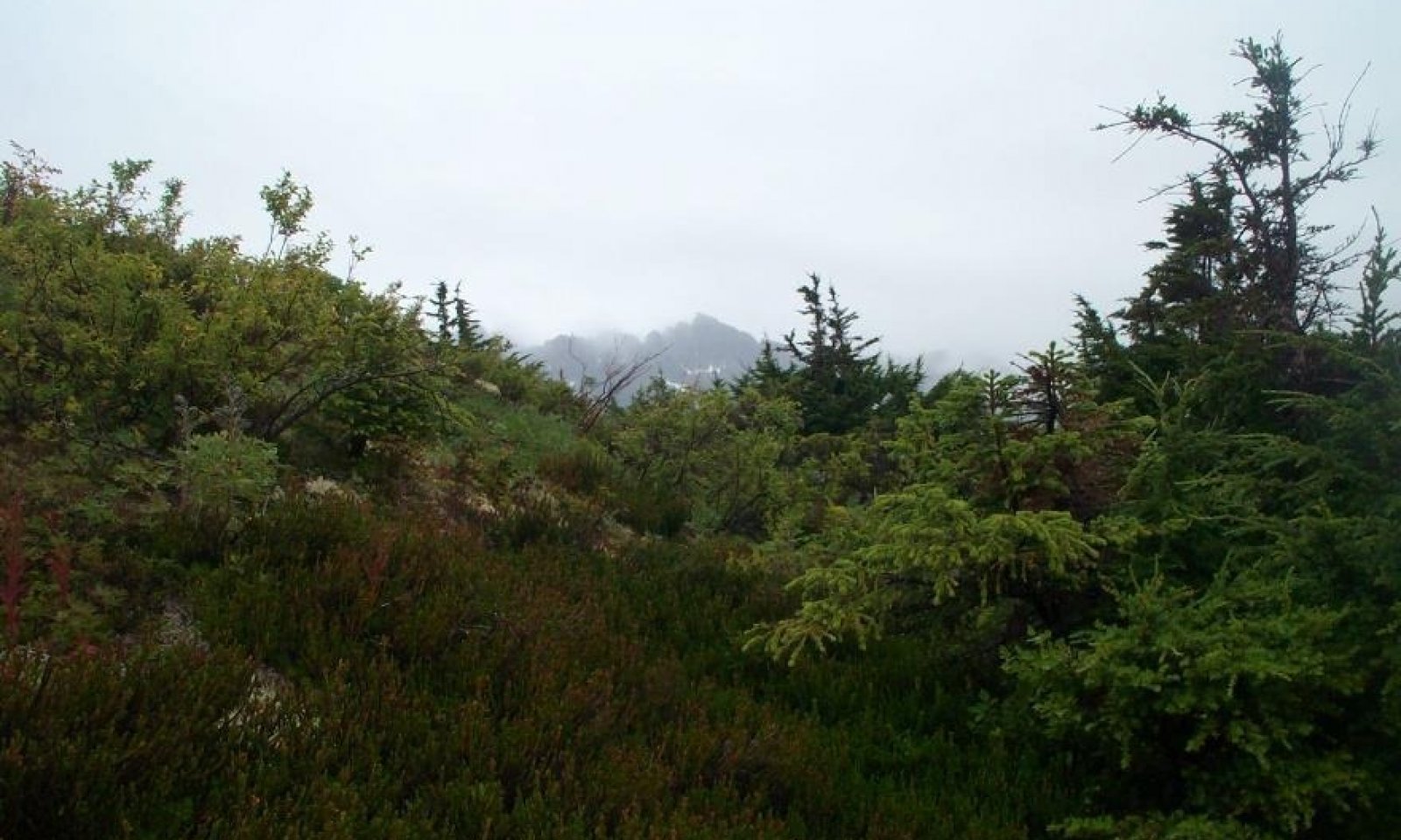 subalpine dwarf tree scrub