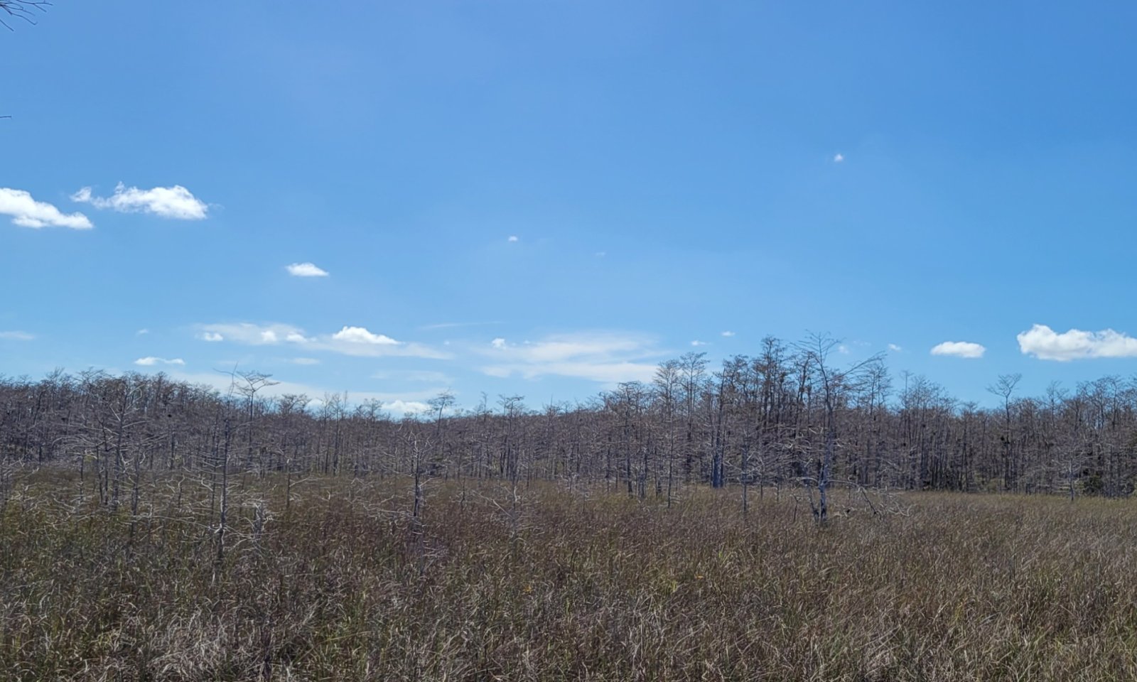 Strand Swamp Winter
