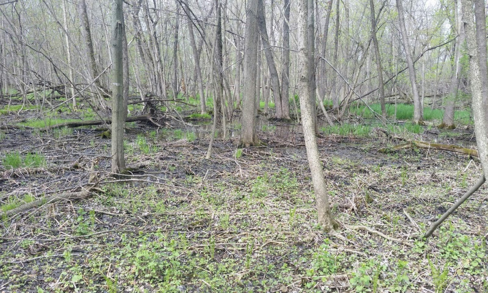 Site017