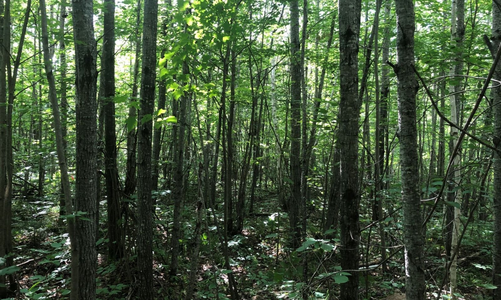 90AB19BS073_Page_7_Image_00011
