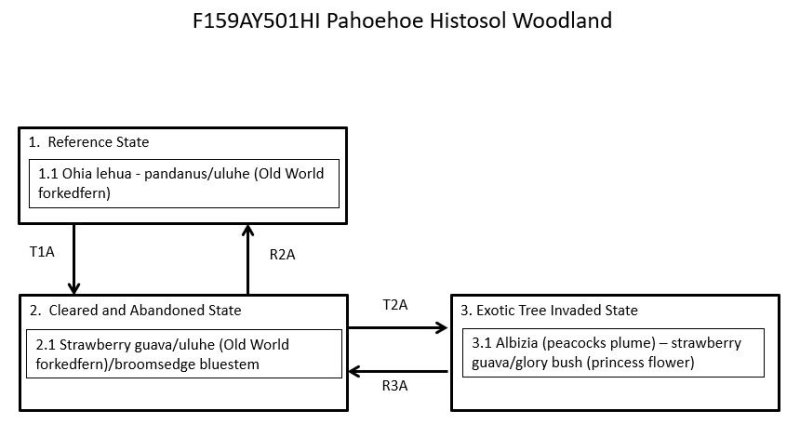 Model diagram