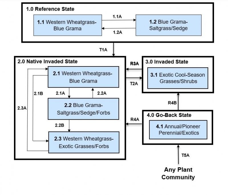 Model diagram