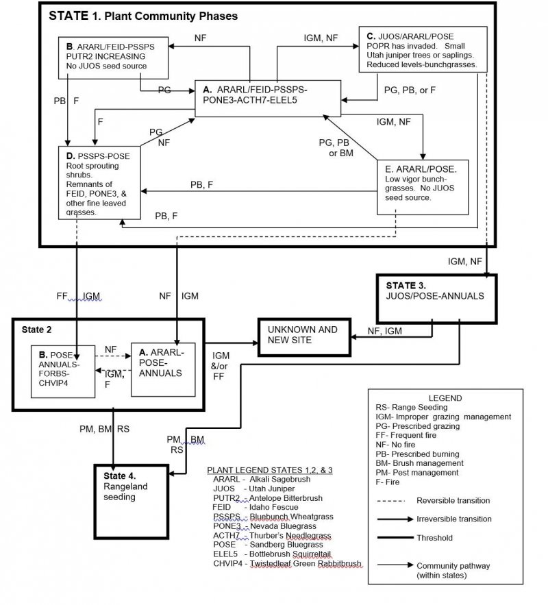 Model diagram