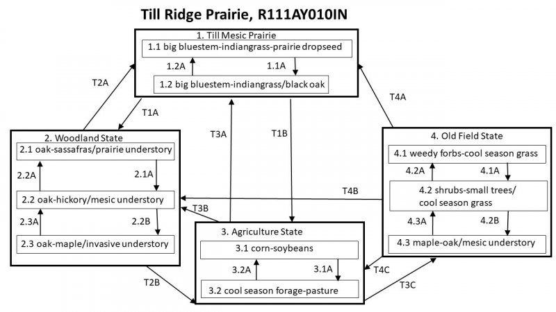 Model diagram