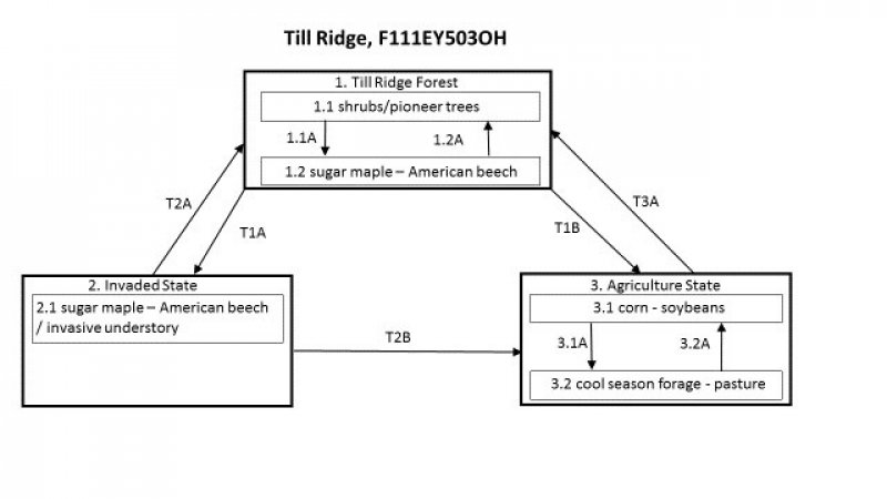 Model diagram