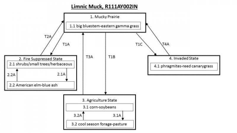 Model diagram