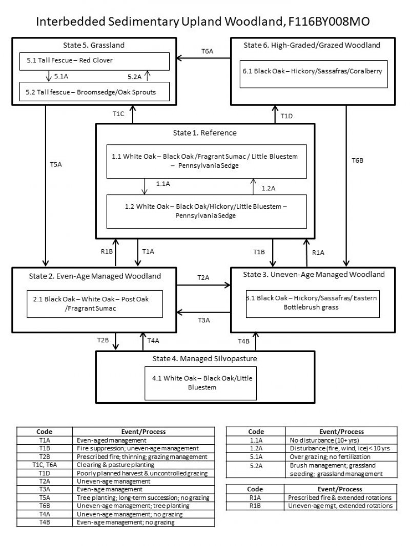 Model diagram