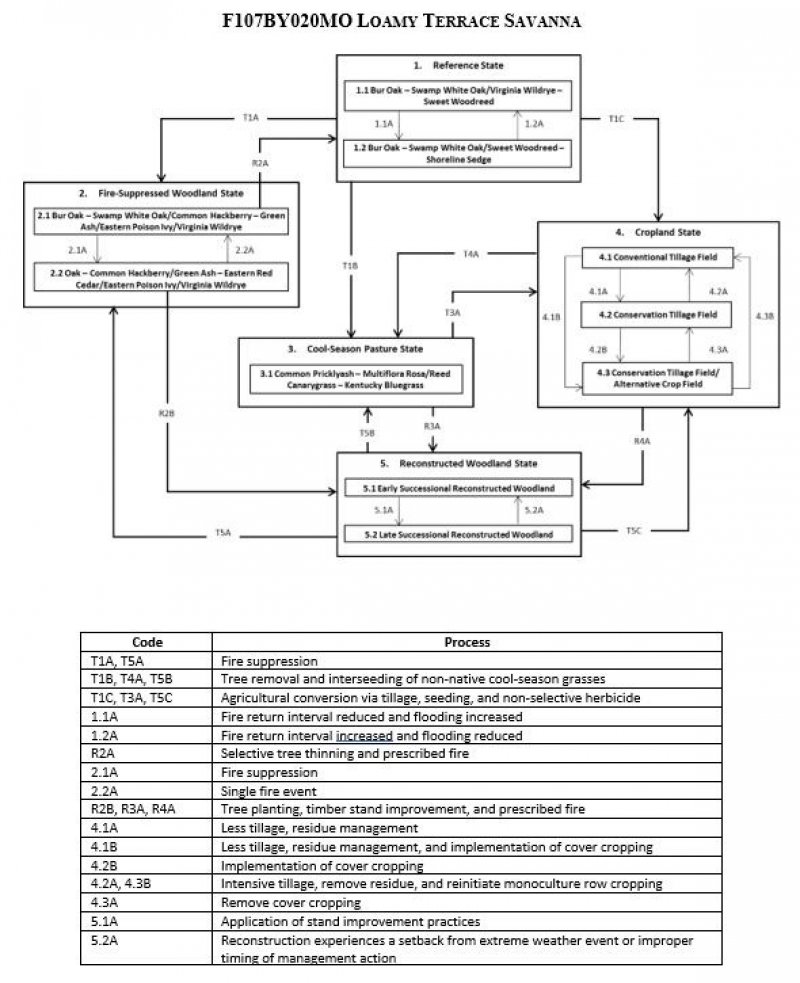 Model diagram