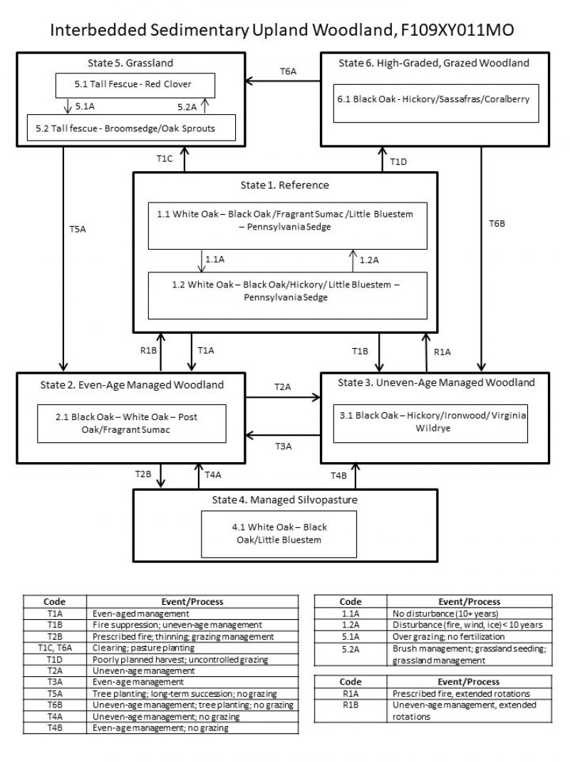 Model diagram
