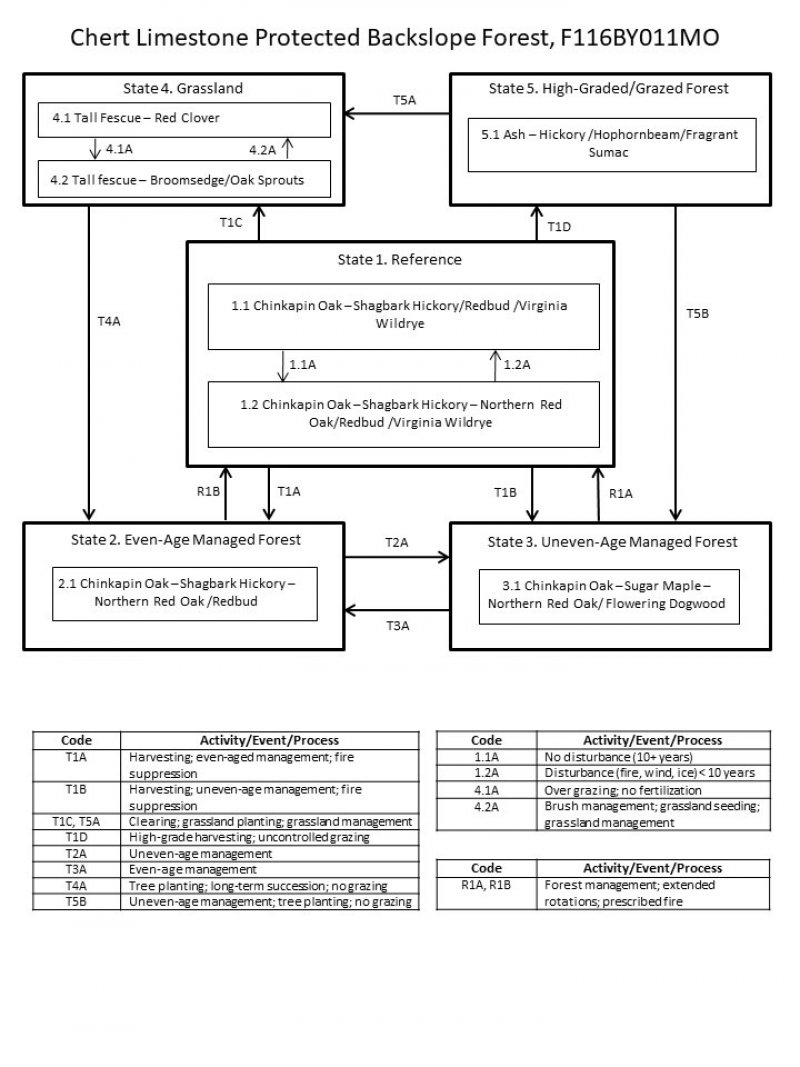 Model diagram