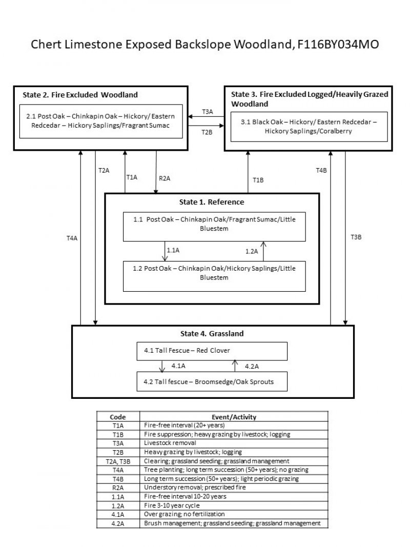 Model diagram