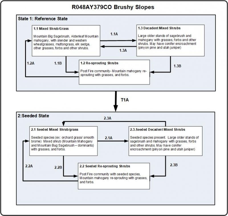 Model diagram