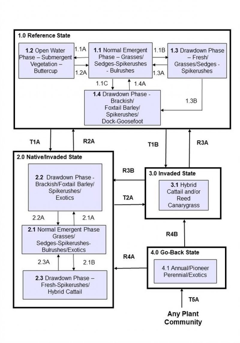 Model diagram