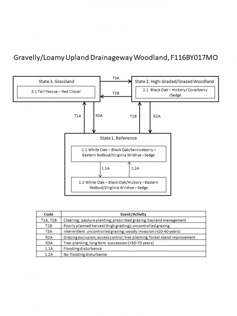 Model diagram