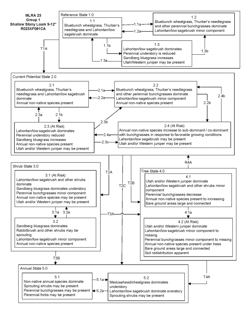 Model diagram