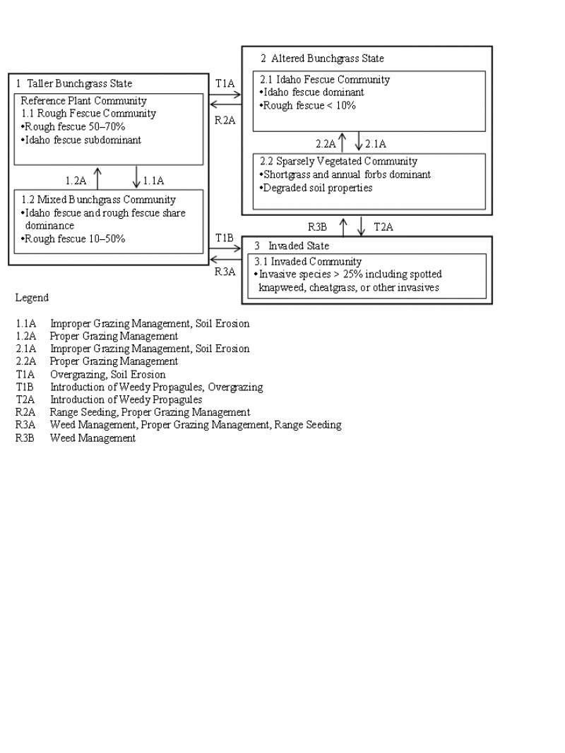 Model diagram