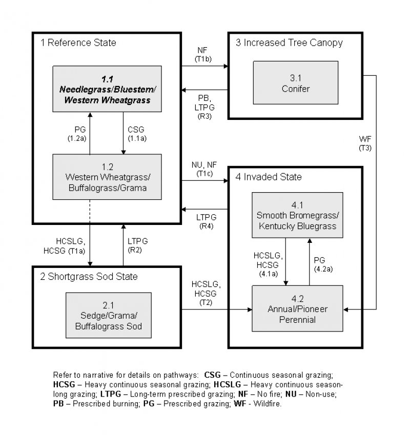 Model diagram